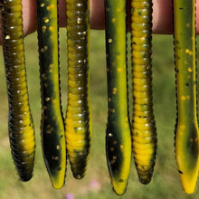 Load image into Gallery viewer, Yellow Jacket