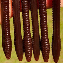 Load image into Gallery viewer, Scuppernong